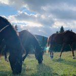 Lovas tábor lovaglás